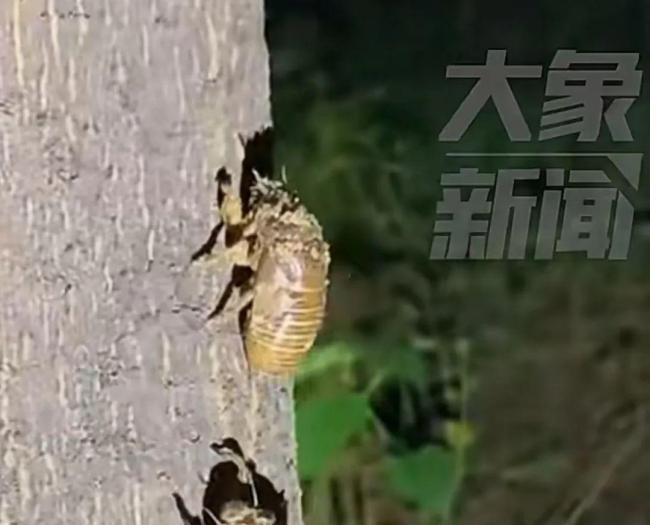 市民纷纷扎堆在树木园“摸爬叉”:200只净赚160多元