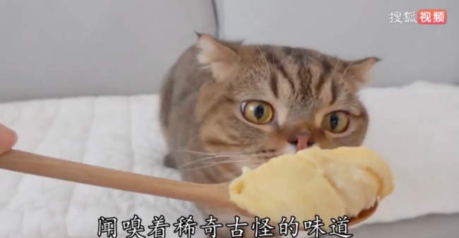 网友拍下小猫偷吃榴莲，当场“石化”三分钟