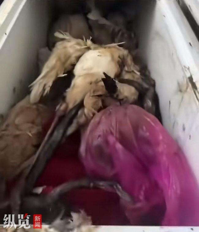 動(dòng)物園冰柜內(nèi)現(xiàn)大量野生動(dòng)物尸體 自然死亡用于科普