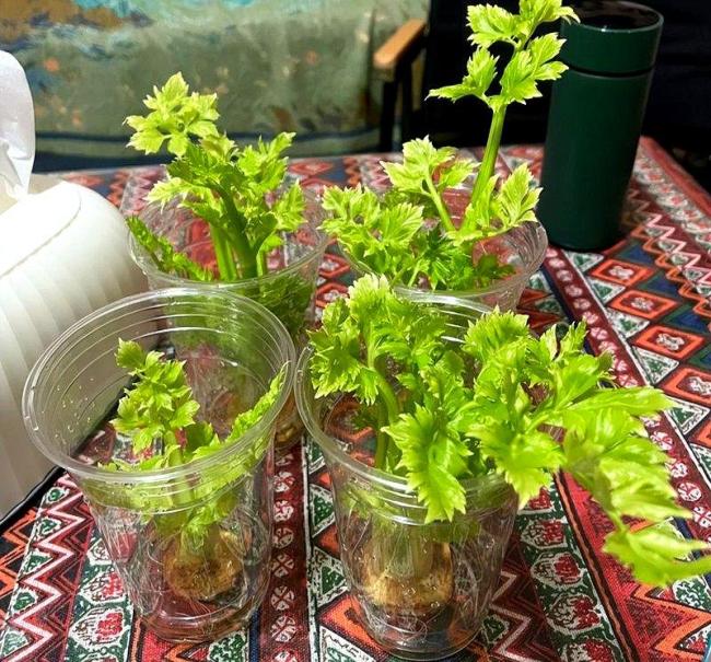 上海一女子，在封闭阳台用200个矿泉水瓶种菜，实现了蔬菜自由：矿泉水瓶变菜园