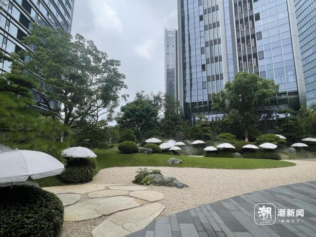 小区给绿植撑伞防晒：数万元一棵 名贵植物的精致呵护
