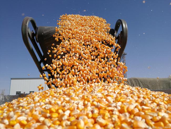 玉米“跌不動(dòng)”了！新一輪“全面漲價(jià)”蓄勢(shì) 市場(chǎng)供需博弈加劇