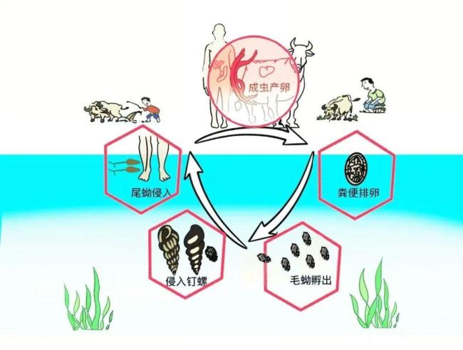 接触10秒即可感染 汛期当心这种病 谨防血吸虫感染