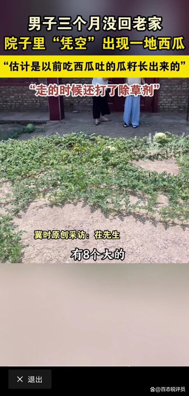 男子3个月没回老家院子长出一地西瓜 网友：这是大自然的惊喜！