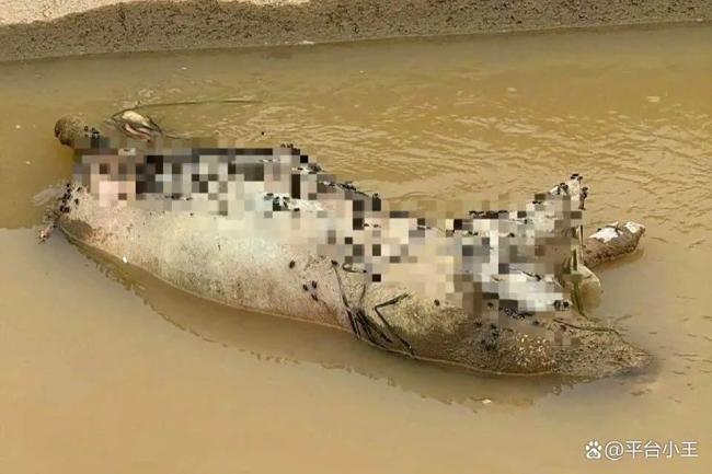 越南10万头猪病死或被扑杀 生猪浩劫蔓延