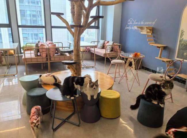 沈阳一女子在猫咖虐猫 情绪失控还是预谋施暴？