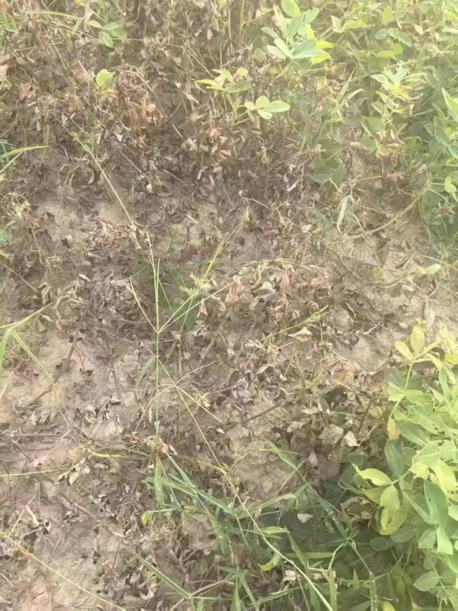 湖南女子称自家2亩菜地被人投毒