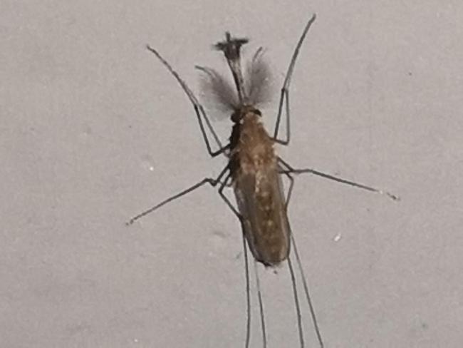 基孔肯雅病毒为何今年于广东再度爆发 热带蚊媒为何在岭南找到“完美温床”？