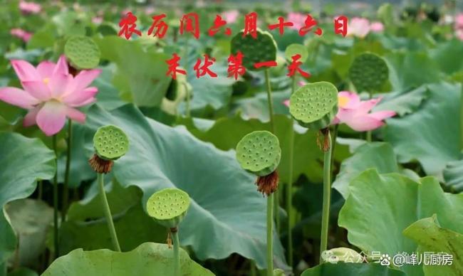 末伏第1天