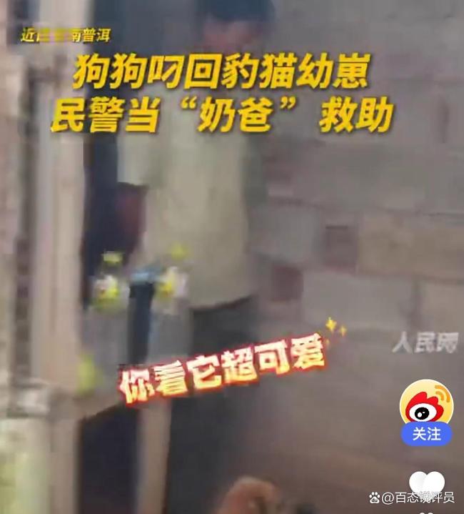 狗狗叼回豹猫幼崽 民警化身临时奶爸 警民携手救助