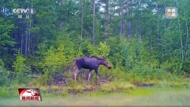 停伐十年 看“綠色寶庫(kù)”大興安嶺的轉(zhuǎn)型路→