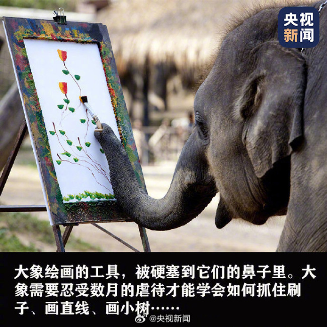 除了大象没有人需要象牙！别把快乐建立在动物的痛苦之上