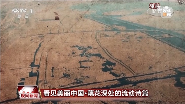 看见美丽中国丨共同守护一泓清水 在藕花深处看生态蝶变