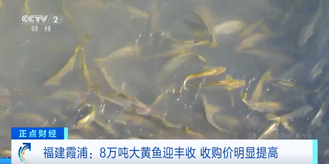 福建霞浦8万吨大黄鱼迎丰收