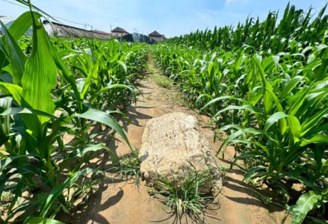 专家回应全国最矮的山仅0.6米高