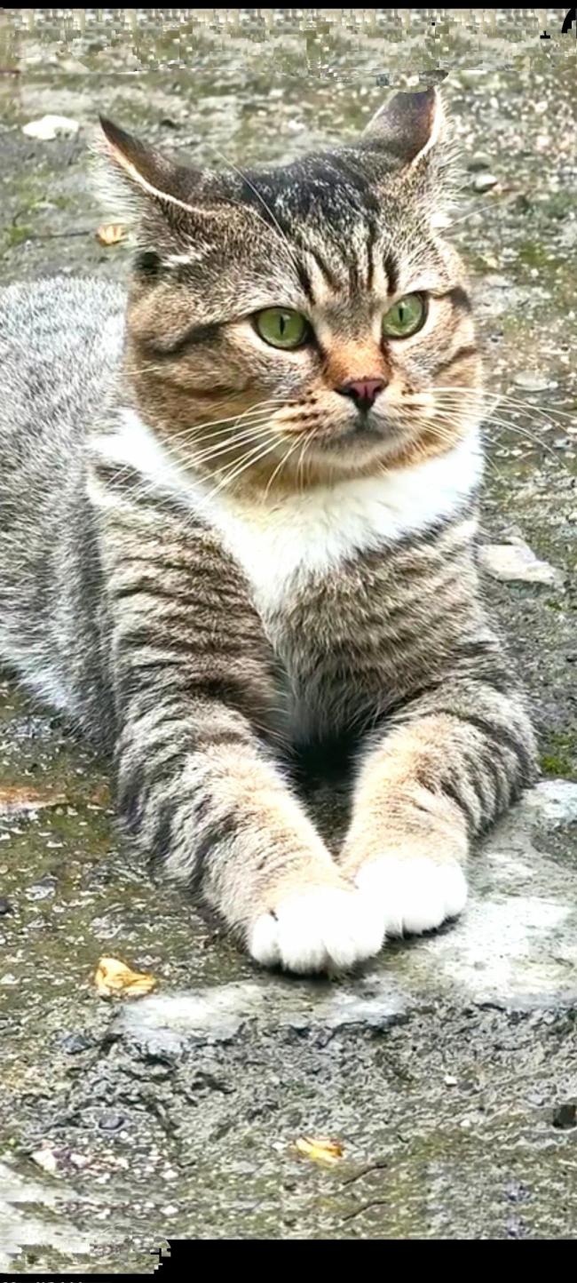 法拍的貍花貓?jiān)瓉黹L(zhǎng)這樣 命運(yùn)待定惹人憐