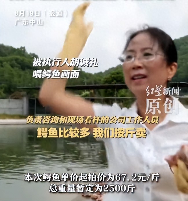 女子欠款法拍2500斤种鳄还债：自行负责抓捕，不适宜使用电击