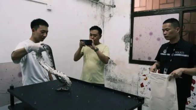 10名蟒蛇爱好者私自繁育野生动物：涉300多条蟒蛇，涉案金额3000多万元！已被抓获