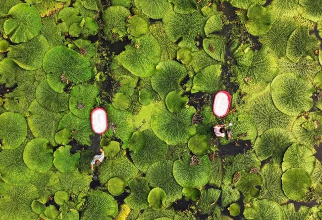 今日迎處暑 秋意漸濃豐收近