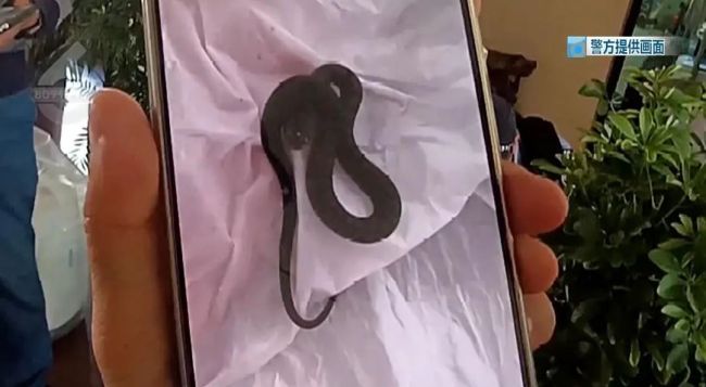 网购盆栽暗藏蛇卵孵出10条蛇 家中惊现小蛇群