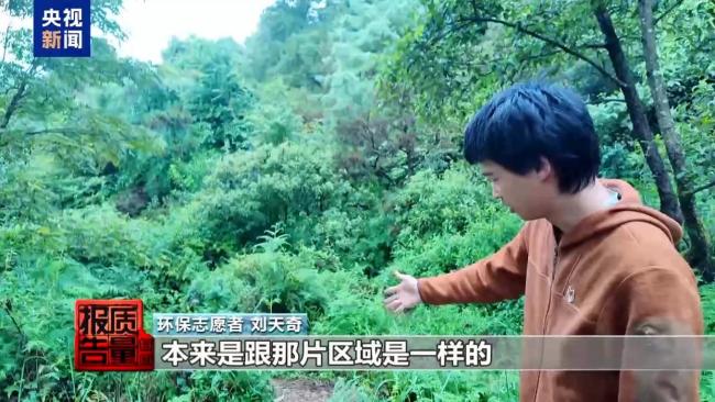 央视曝采菌游无序乱象 生态破坏引关注