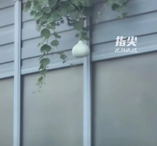 沈阳二环违停摘葫芦男子道歉
