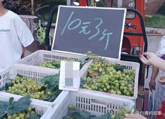 阳光玫瑰为何价格暴跌 从天价到亲民价的背后