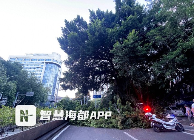 福州一大榕树枝干断裂倒伏 园林部门40分钟紧急清障