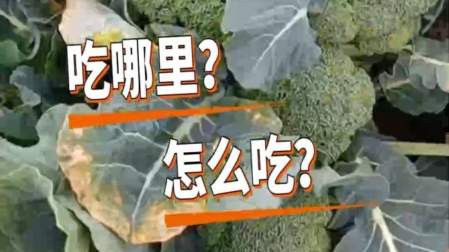 西蓝花，藏在菜篮子里的“养发高手”