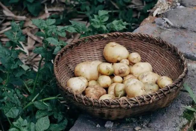 为什么不把土豆当做主粮 而欧美人却当主食
