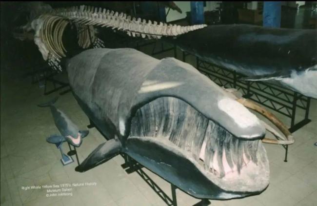 只剩几十头！科学家靠声音找到“消失”的北太平洋露脊鲸