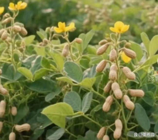 AI图片闹“花生上树”笑话暴露了啥 常识审核缺失