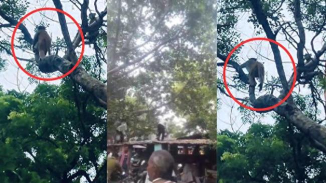 印度猴子抢钱后把钱撒向空中！