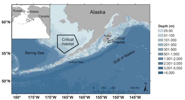 只剩几十头！科学家靠声音找到“消失”的北太平洋露脊鲸
