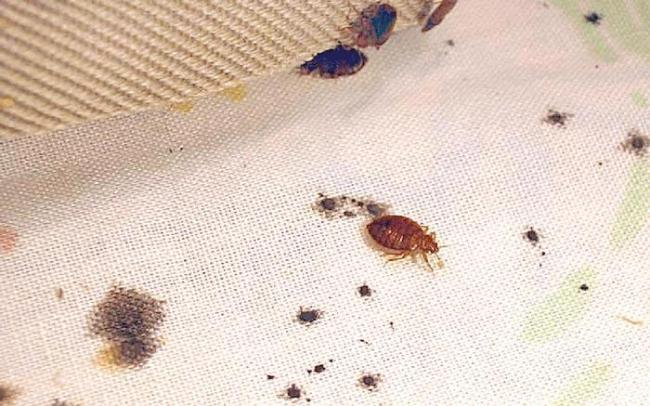 臭虫大爆发 如何识别与防治床虱问题