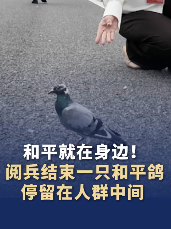 阅兵结束一只和平鸽停留人群中间 媒体加载失败引发讨论