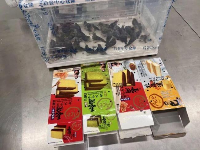 皇岗海关🛃查获外来物种122只欧金翅雀 3名旅客未申报被查