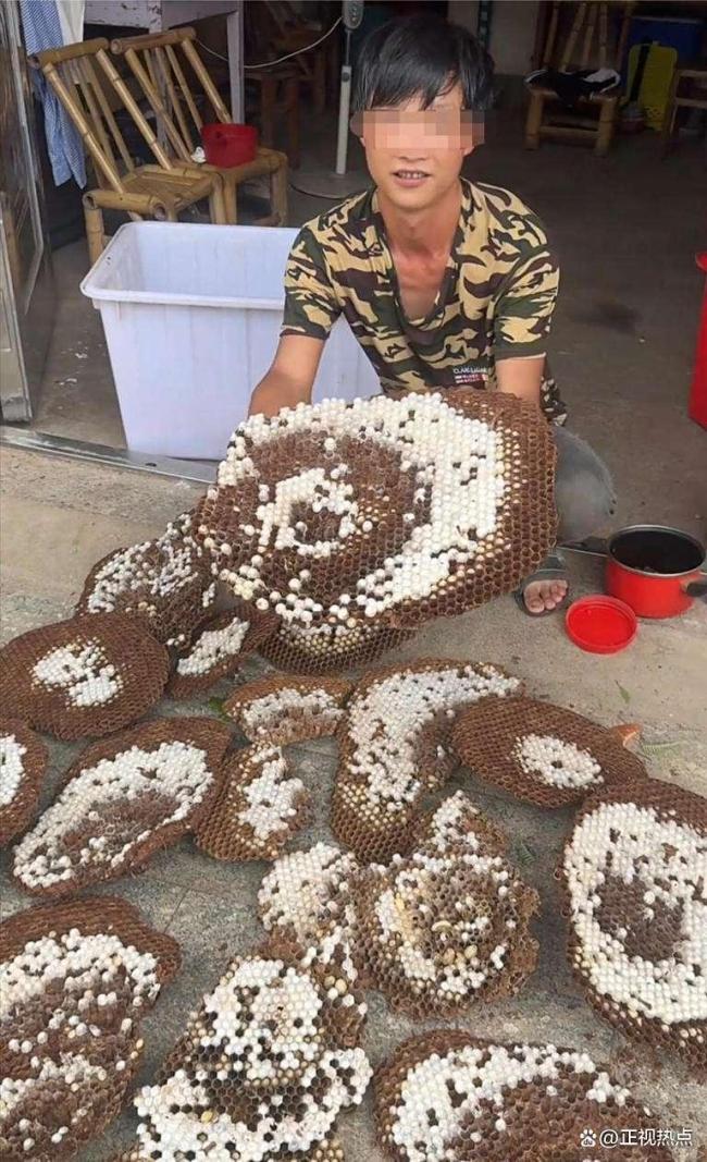 医生谈博主遭虎头蜂蜇伤身亡