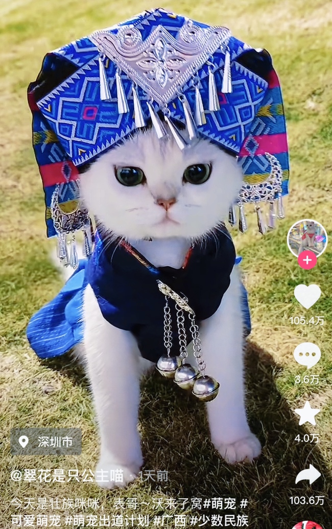 猫咪也穿上了壮族服饰了，一出场惊艳四座！