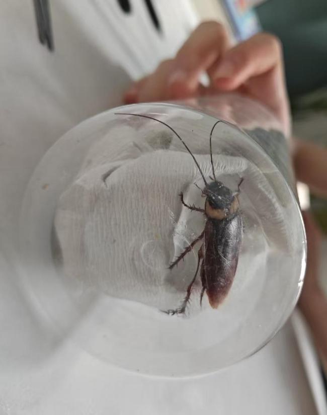 河南多地惊现南方会飞大蟑螂 美洲大蠊北上引发热议