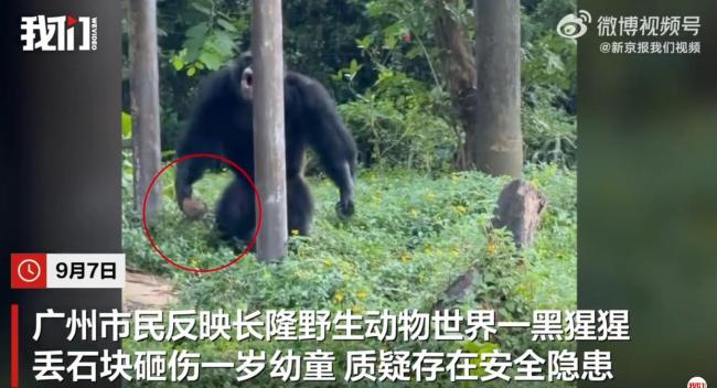 广州一动物园黑猩猩丢石块砸伤幼童 园方回应改进措施