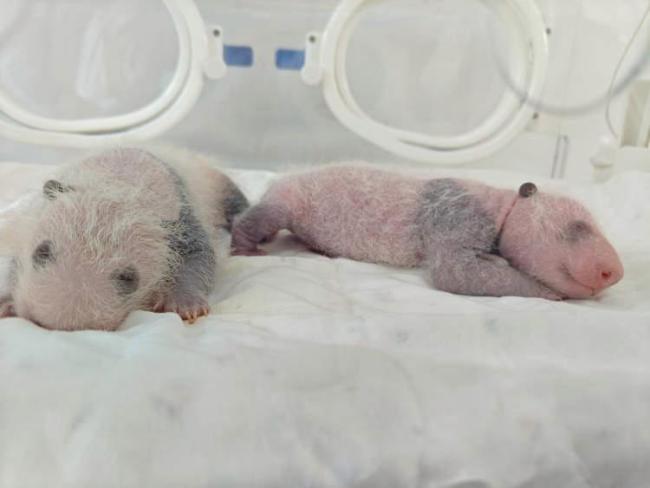 上海首次迎来大熊猫“子二代”诞生 龙凤胎喜添新成员