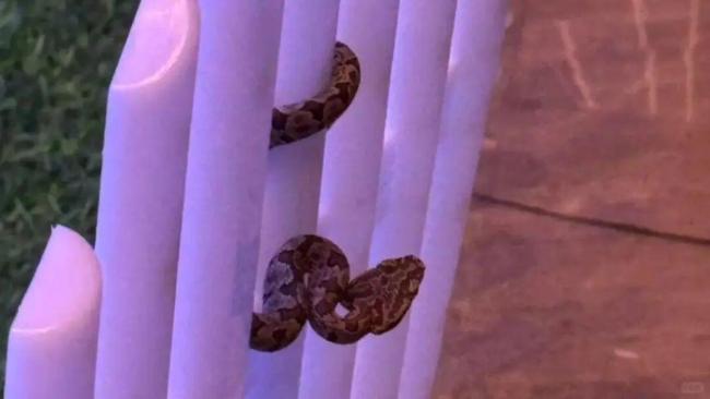 九寨沟一酒店回应大堂发现毒蛇