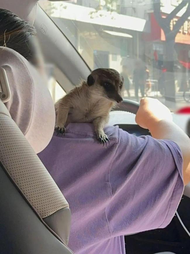 女乘客在順風(fēng)車內(nèi)被車主的狐獴抓咬多處受傷，嘀嗒出行：正處理，已暫停車主賬號使用 車主攜帶野生動物上車引發(fā)事件