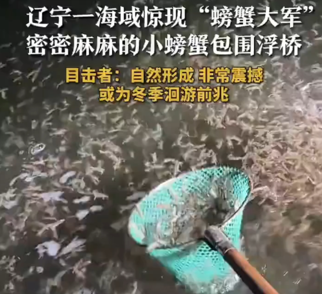 辽宁一海域惊现“螃蟹大军” 浮桥被层层包围