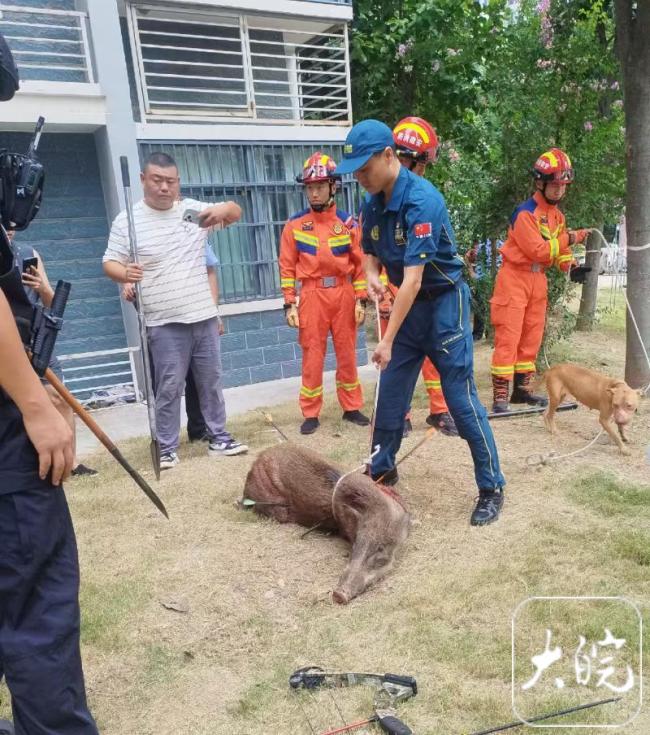 野猪闯进居民家中 救援人员射杀 多部门紧急处置保安全