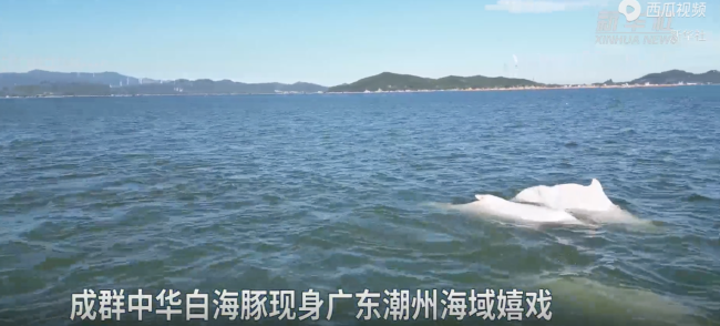 实拍成群中华白海豚现身广东潮州海域
