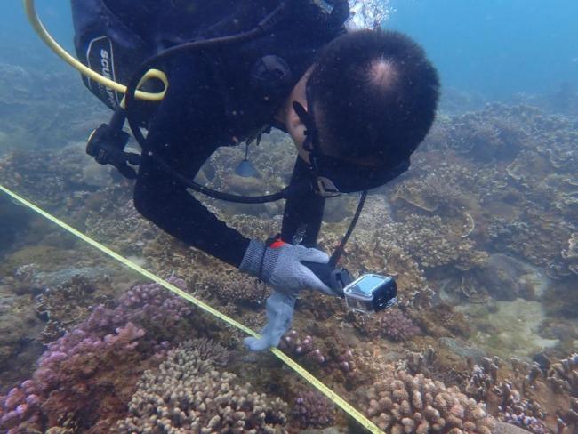 鲸鲨现身南海近岸珊瑚礁区 珍贵画面记录成功