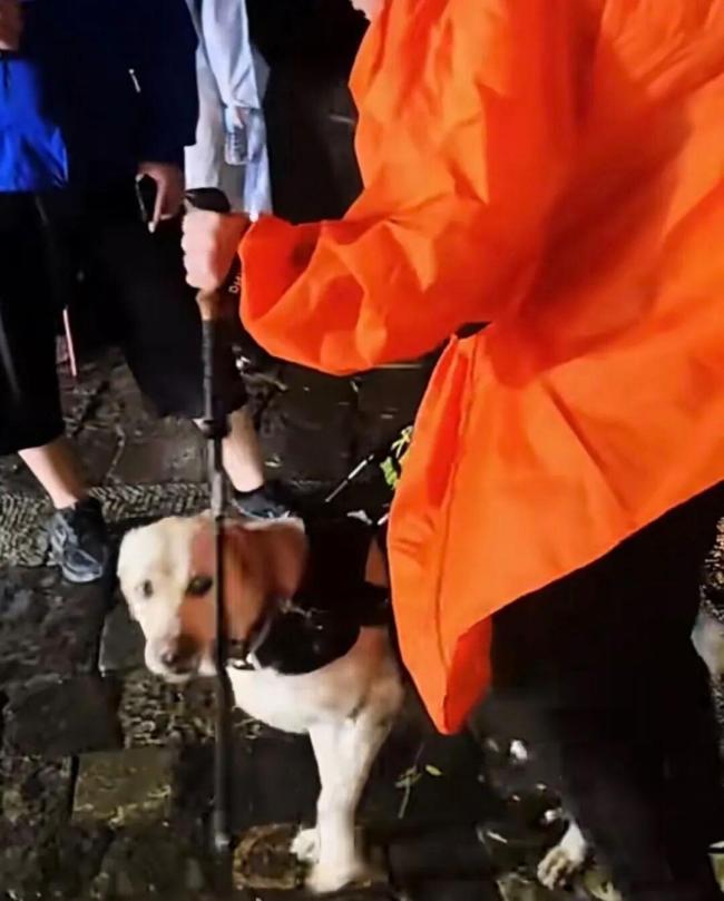 大連導(dǎo)盲犬基地發(fā)文 暫停使用芬迪并接回基地