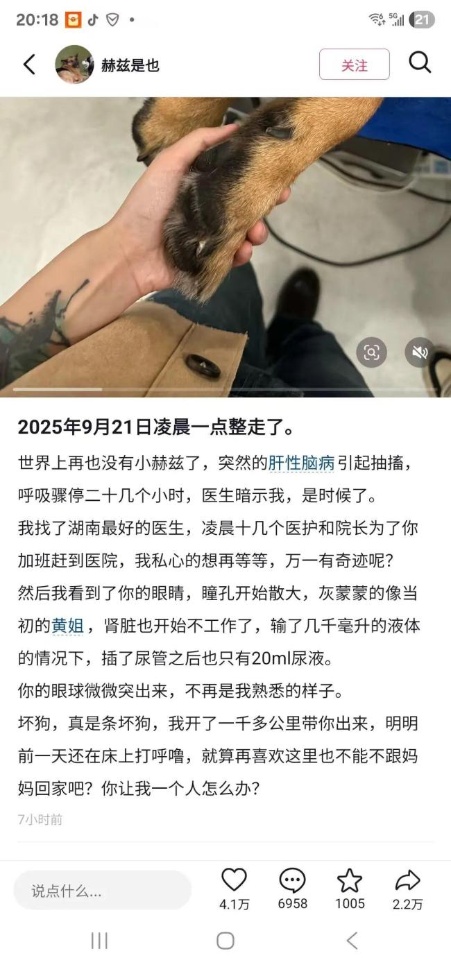 网红德牧赫兹突发疾病去世